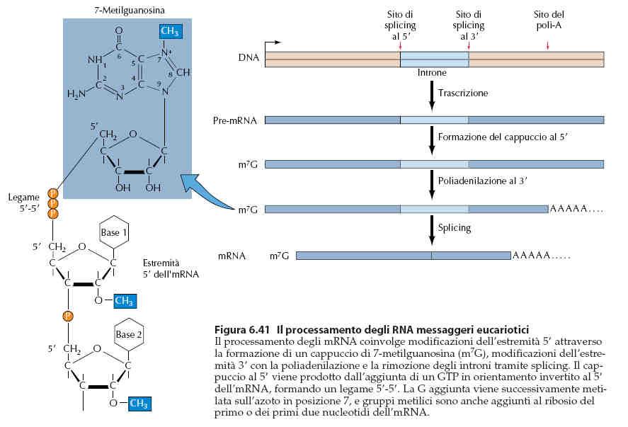 Dal Volume: La Cellula, un approccio