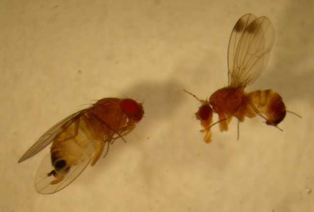 Trappola per Drosophila suzukii (Biobest) Adulti di Drosophila suzukii maschio (destra) e femmina (sinistra) FRAGOLA La fase fenologica varia in funzione della localizzazione dell impianto, della