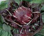 RADICCHIO (Cichorium