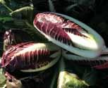 RADICCHIO (Cichorium intybus L.