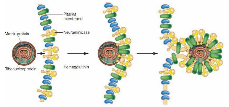 Alterazioni della composizione antigenica I virus dotati di envelope fuoriescono dalla cellula mediante il processo di budding-gemmazione; Durante la replicazione virale e prima dell assemblaggio dei