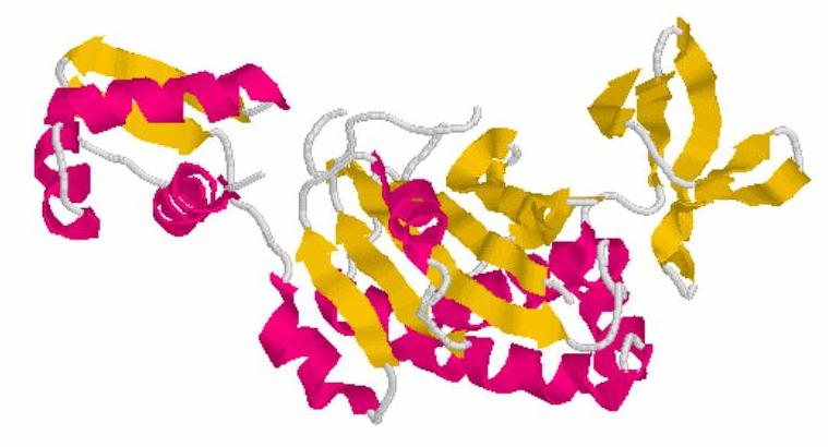 Il problema dei domìni Molte proteine sono composte da più di un dominio, che possono essere presenti in diverse combinazioni sia a livello di