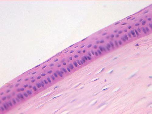 Cornea: Epitelio pluristratificato pavimentoso non corneificato. Cornea di Mammifero.