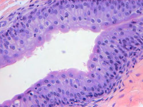 cellule aderiscono alla membrana basale) e la forma delle cellule variano a seconda dello stato funzionale dell'organo.