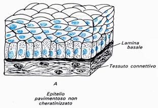 Epitelio pavimentoso pluristratificato L'epitelio pavimentoso pluristratificato è costituito da cellule appiattite disposte in più strati, si