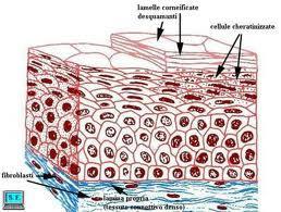 il tessuto pavimentoso pluristratificato non cheratinizzato è presente nel rivestimento interno della bocca, nella cornea, nella vagina,