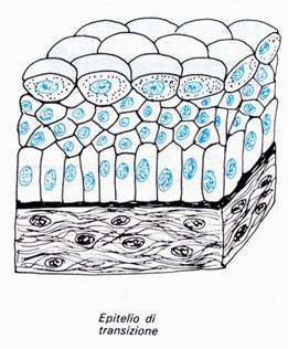 Epitelio di transizione L'epitelio di transizione è un tipo particolare di epitelio che riveste l'interno