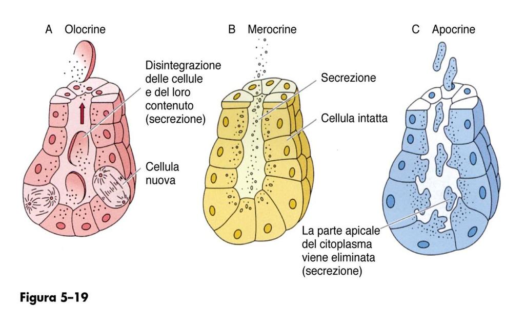 Tipologia di secrezione Il modo con il quale il secreto o l escreto viene prodotto dalla cellula secernente della ghiandola, permette di classificare le ghiandole in: Merocrina: Il secreto viene