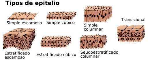 Tipi di epitelio Pavimentoso semplice Cubico semplice Cilindrico semplice Misto o