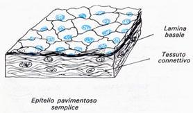 Epitelio pavimentoso semplice Singolo strato di cellule che poggiano su una membrana basale