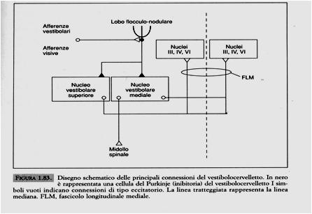 Vestibolocervelletto: Efferenze: ai nuclei vestibolari (superiore e mediale) e quindi ai muscoli oculomotori e al midollo Funzione: controllo dei movimenti vestiblo-oculari e posturali Il