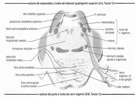 Spinocervelletto: Afferenze motorie: Dalla corteccia motoria attraverso i nuclei pontini alla