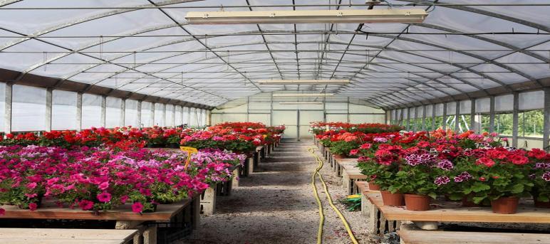 FLORICOLTURA E TUMORI Cenni storici floricoltura in Versilia Iniziata nei primi