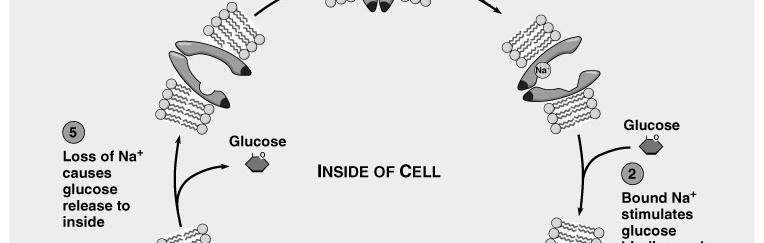 intestino tenue ove presiedono all ingresso nella cellula del glucosio alimentare.