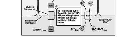 -glucosio L Na + viene pompato fuori dalla cellula sul versante basolaterale dalla pompa Na + -K + utilizzando l energia dell ATP, mentre il glucosio diffonde verso l esterno per mezzo di un carrier