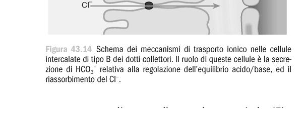 Il processo ha carattere attivo, richiede dispendio energetico da