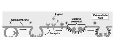 1. I recettori proteici sulla membrana cellulare si legano al loro ligando specifico 2.