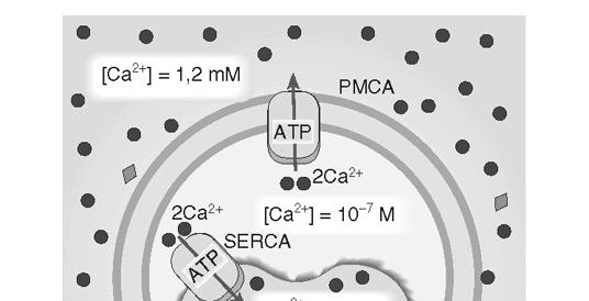 Ca 2+ ATPasi: PMCA e SERCA Trasporti attivi primari Idrolisi di ATP accoppiata al movimento del Ca 2+ PMCA PMCA: utilizzato per espellere all esterno della