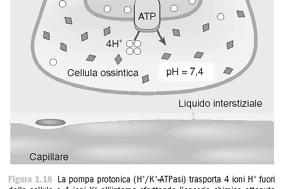 Durante la digestione gastrica, essa provvede ad immettere nel citoplasma delle cellule ossintiche ioni K (presenti nel contenuto dello stomaco) in scambio con ioni H che conferiscono acidità al