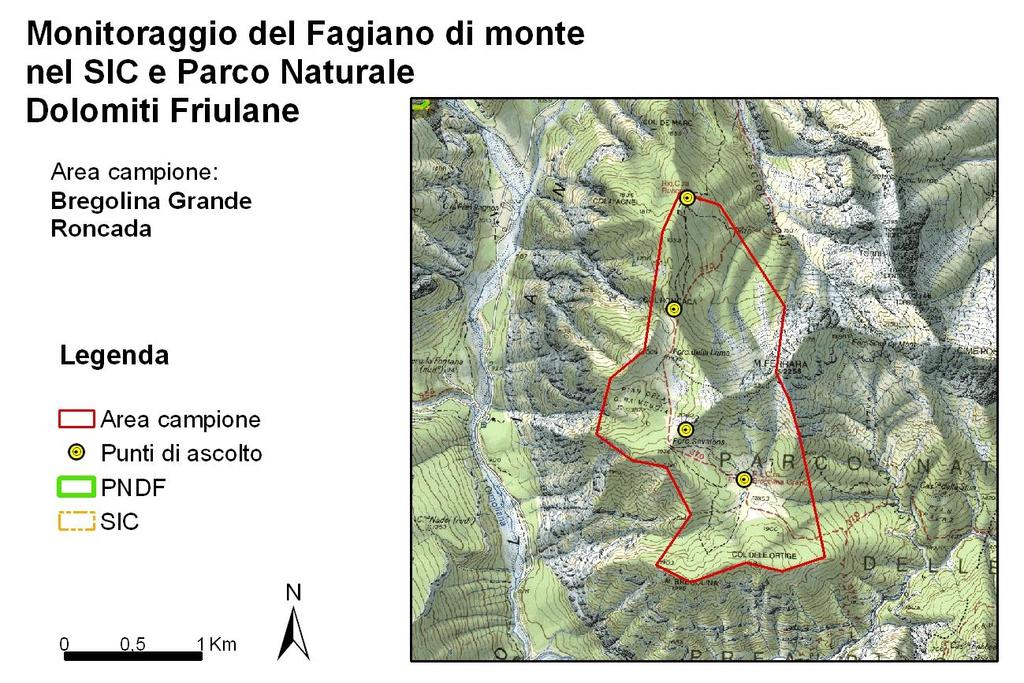 FAGIANO DI MONTE (TETRAO TETRIX) 1.