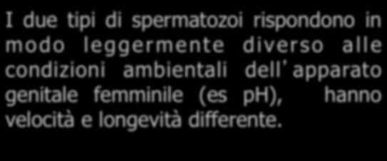 Negli uccelli il sesso eterogametico è quello femminile (qui i cromosomi sessuali si chiamano W e Z; WZ femmina e ZZ