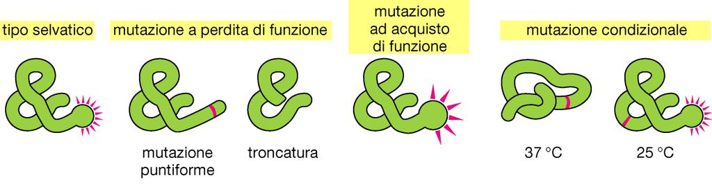 funzione meglio della precedente (aumentando la fitness di chi la possiede) oppure che la nuova versione della proteina sia in grado di svolgere la sua funzione in condizioni ambientali differenti