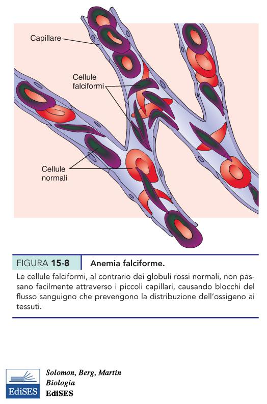 eterozigoti c è co-dominanza a livello molecolare. Infatti vengono prodotte sia l emoglobina normale che quella falcemica.