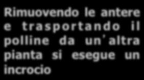 Rimuovendo le antere e trasportando il polline da un altra