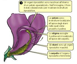 quanto sono controllati non da un solo gene ma da un gran