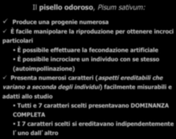 facilmente misurabili e adatti allo studio Tutti e 7 caratteri scelti presentavano DOMINANZA COMPLETA I 7 caratteri scelti si ereditavano