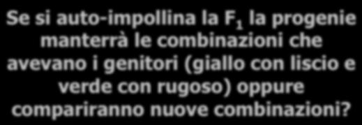 ETEROZIGOTE La F 1 presentava, come atteso, il carattere dominante Se si