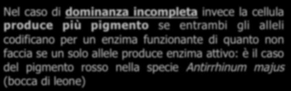 funzionante di quanto non faccia se un solo allele produce enzima attivo: è il caso del pigmento