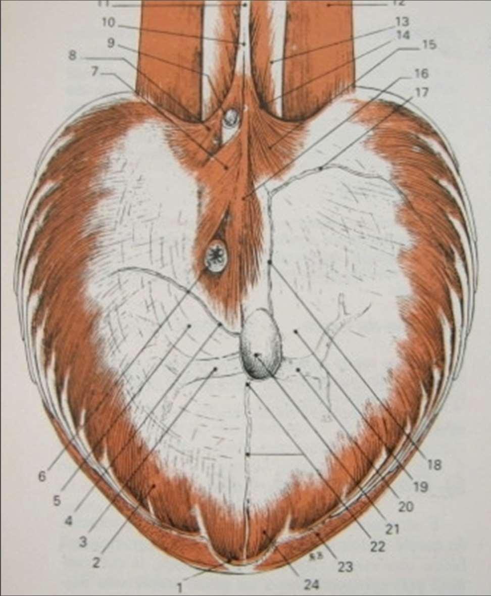 Anatomia normale