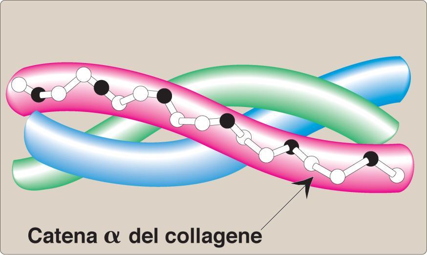 Proteine fibrose Tripla elica del