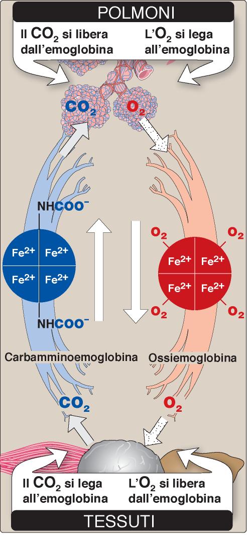 Polmoni po 2 (= pressione parziale di O 2 ) è molto elevata pco 2 è bassa ph leggermente + basico Concentrazione di O 2,