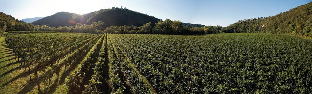 L azienda Vigna Traverso si trova nei Colli Orientali del Friuli, un territorio caratterizzato da un microclima ideale per la produzione dei vini rossi e bianchi.