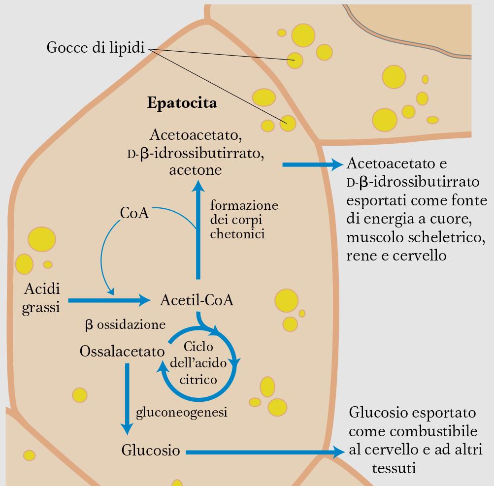 CHETOGENESI (PRODUZIONE DI CORPI CHETONICI) Bassa glicemia (es.