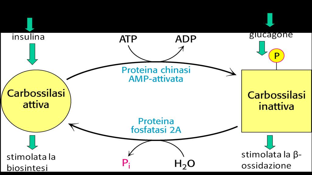 La degradazione degli acidi grassi così come la loro biosintesi è fortemente regolata attiva solo quando la cellula richiede energia è bloccata quando è attiva la biosintesi 1) La mobilizzazione di