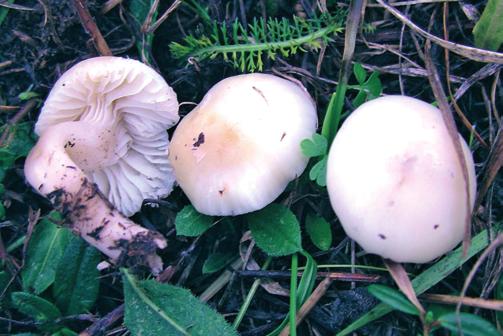 Camarophyllus virgineus Foto Mauro Massi lamellule, ceracee come la superficie pileica, di colore biancastro, bianco sporco.