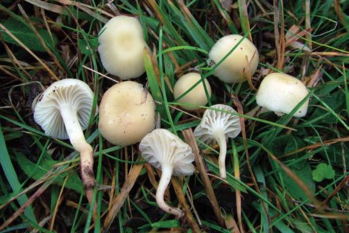 Camarophyllus russocoriaceus (Berkeley & Miller) J. Lange Dansk Botanisk Arkiv 4(4): 20 (1923).