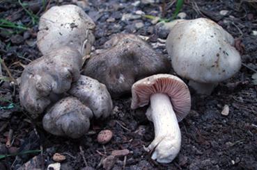 Entoloma saundersii Foto Fabrizio Fabrizi lamellule, di colore inizialmente biancastro ma subito tendente al rosa per il colore delle spore in massa.