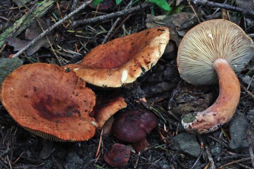 lo studio delle specie raccolte in mattinata, da rimarcare con particolare soddisfazione il lavoro svolto dal gruppo di studio che ha determinato numerose raccolte di Russula, questo gruppo, grazie