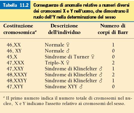 Le aneuploidie del cromosoma X sono le più comuni nell