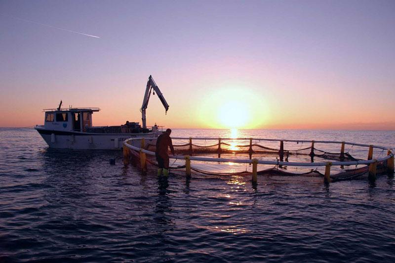 baia di Portovenere (provincia La Spezia) ; spigole orate ombrine - 1 impianto, presso