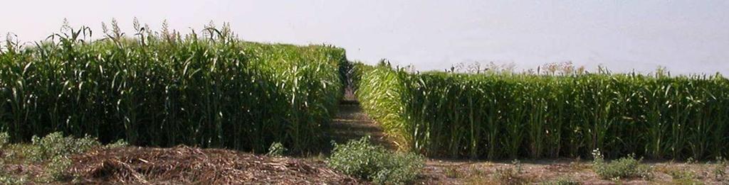 Risultati Ibrido Biomass 133 Sucro 506 Potenzialità produttive del sorgo in ambienti meridionali Rutigliano - Anno 2009: Produzione di biomassa secca (t/ha) Regime 1 sfalcio