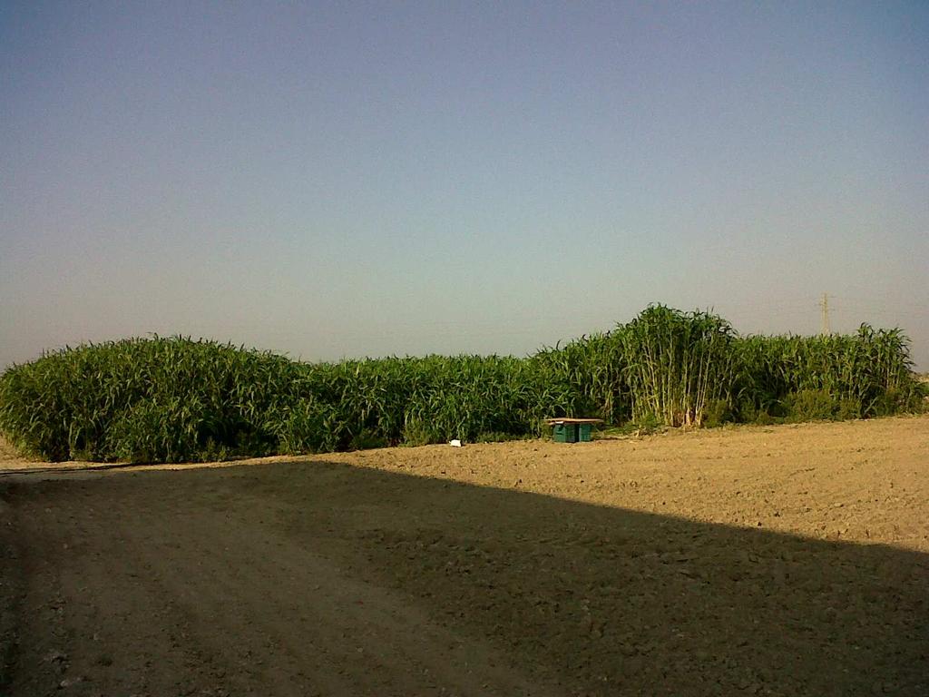 Risultati Potenzialità produttive del sorgo in ambienti meridionali Trinitapoli - Anno 2012: Produzione di biomassa