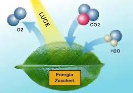 TALE PROCESSO AVVIENE IN PRESENZA LUCE E PERMETTE ALLE PIANTE TRASFORMARE DUE MATERIE PRIME MOLTO SEMPLICI QUALI L'ANIDRIDE CARBONICA E L'ACQUA, ASSORBITE DALL'AMBIENTE ESTERNO, IN ZUCCHERI (IN