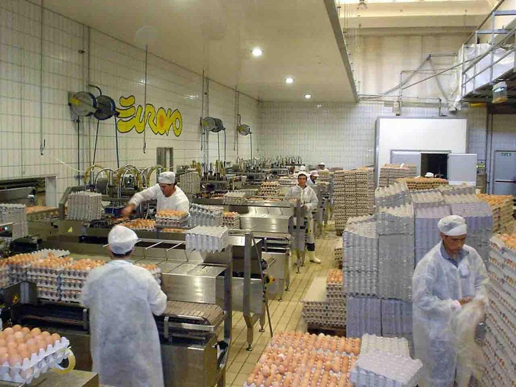 L'OSA deve evitare qualsiasi contaminazione degli ovoprodotti durante la: produzione, manipola zione, magazzinaggio Deve