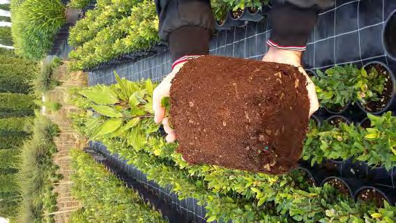 Terricci Super con Cocco CARATTERISTICHE: questi substrati hanno le stesse caratteristiche dei Terricci Super composti con l aggiunta di cocco o composti da solo cocco.