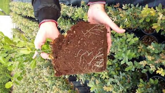 Il cocco rappresenta ormai una valida alternativa alla torba: in effetti possiede le qualità delle migliori torbe di sfagno. Si tratta di un materiale ottenuto dal guscio della noce di cocco.